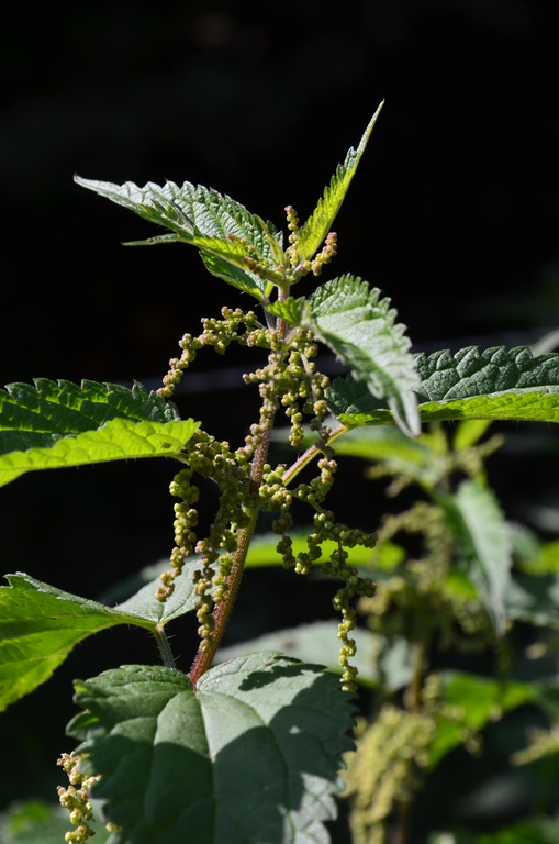 2017-09-23 Boëge/DSC_0015.JPG